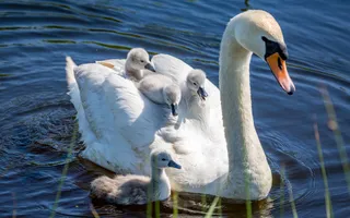 An elegant white mute swan in the water with its cygnets resting on its back between the wings.