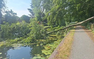 Fallen Tree
