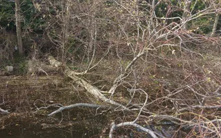 Image of the fallen tree