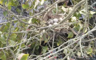 Eggs on fallen tree in navigation