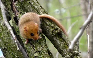 A light brown dormouse with small, round ears, black eyes, and whiskers sits on a tree branch