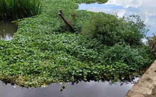 Vegetation blocking Pillings Lock 52