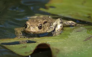 Common toad