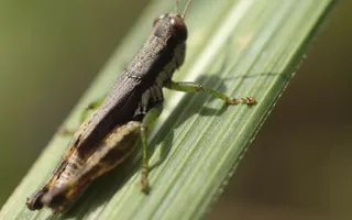 Grasshopper sat on broad leaf