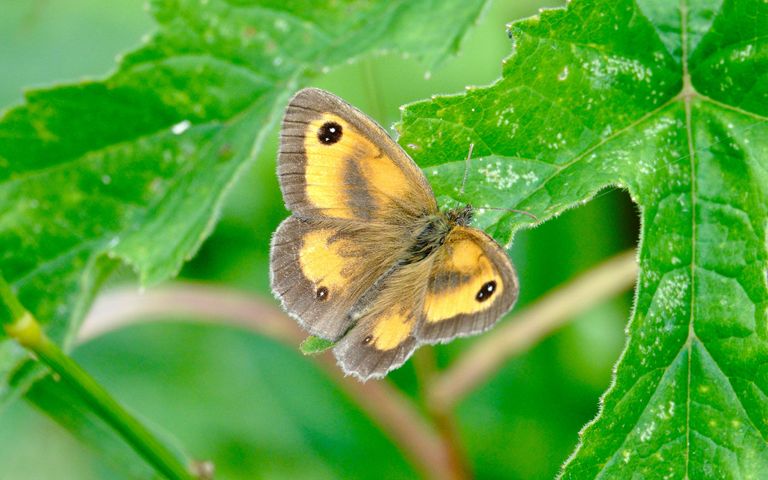 Butterfly guide: how to identify UK butterfly species | Canal & River Trust