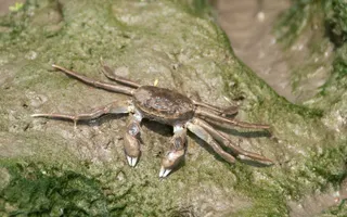 Chinese Mitten Crab sat on rock