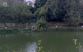 Offside Tree affecting Moorings