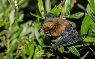 A common pipistrelle with black wings and a small, brown furry body perches on green leaves