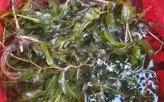 Potamogeton praelongus ready for transport to The Rare British Plants Nursery