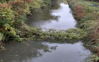 Tree down North of Canada Bridge