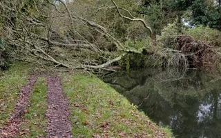 Tree north of Dimmingsdale Bridge