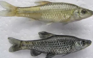 Male and female topmouth gudeon