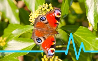 A birds-eye view of a red butterfly with yellow-blue circles on its wings perched on a leaf