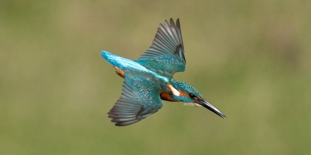 Kingfisher Waterway Wildlife Canal River Trust kingfisher-waterway-wildlife-canal-river-trust