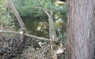 Fallen tree, 150m downstream of Blackburn Meadows