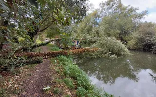 Tree down at Lower Lock 15