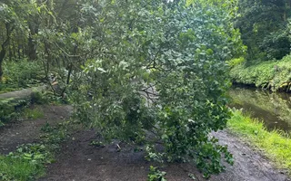 See picture of tree limb that has come down.