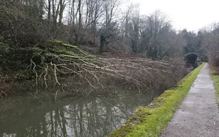 Fallen tree from the offside by Summit tunnel