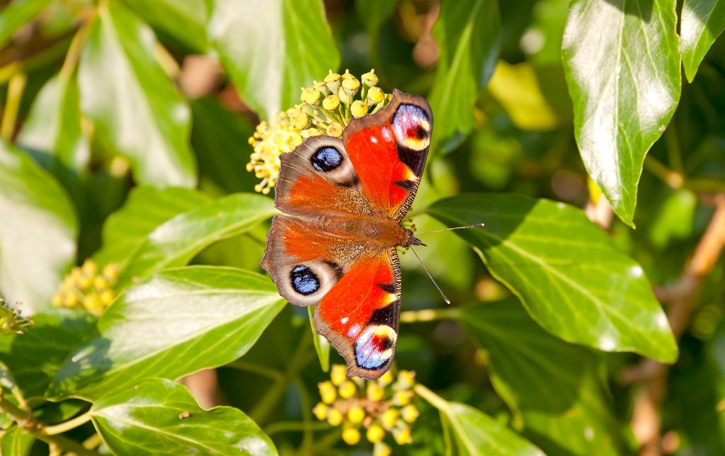 Butterfly guide: how to identify UK butterfly species | Canal & River Trust