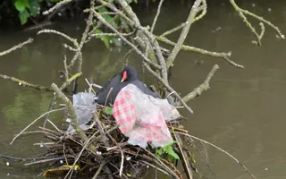 Moorhen in its next, made with plastic wrappers and litter, on the canal