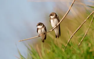 Two small birds with brown heads and wings, and white underbellies, perch on a thin branch in front of grass and water.
