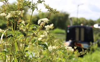 A plant with small white flowers grows on the towpath in front of a moored narrowboat.