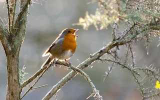 A robin with its beak open perches on a sparse branch