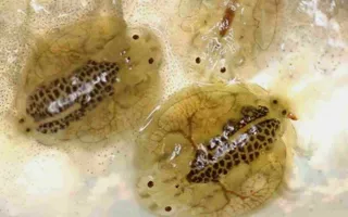 Argulus parasites