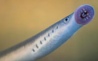 Close up photo of a small fish showing its teeth