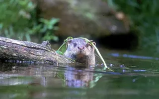 Otter's head peeping above water