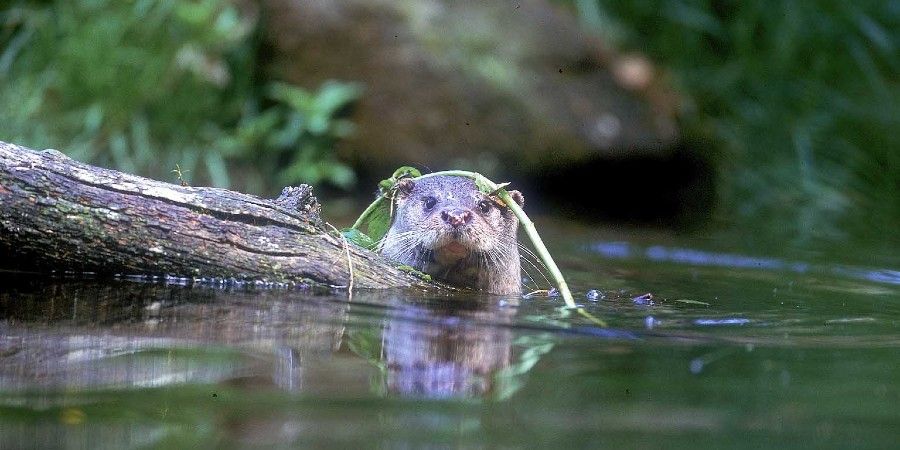 canal-habitats-for-nature-canal-river-trust