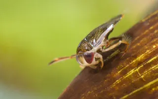 A small insect with red eyes and a striped yellow body.