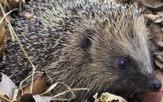A hedgehog with brown spiky spines, small pointed ears, a protruding snout, and small eyes sat in fallen leaves.