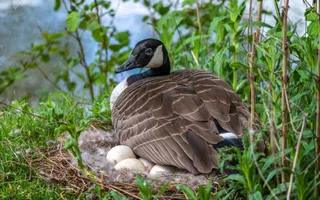 A Canada goose sits on its eggs in a nest surrounded by green vegetation beside the canal.