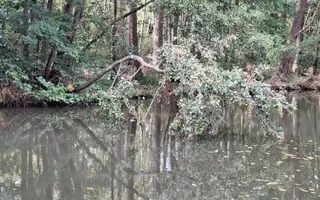 Fallen tree