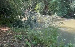 Fallen Tree