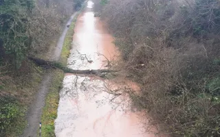 A large fallen tree blocks a rural stretch of the canal.