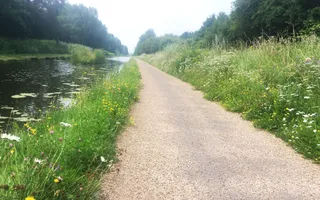 Wildflower hedgerow along the canal