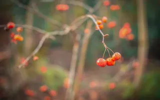 A small bunch of orangey-red crab apples grow on a bare branch.
