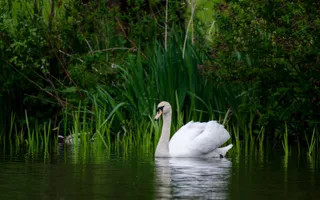 Swan sits on dark water, surrounded by lush greenery.