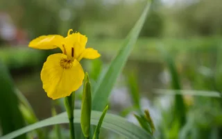 A yellow flower with dropping petals and grass-like green leaves grows by the side of the canal.