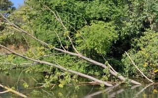 Tree down across navigation
