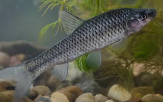Topmouth gudgeon (photo by Jack Perks)
