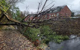 Fallen Tree Between Bridge 77 & Bridge 78