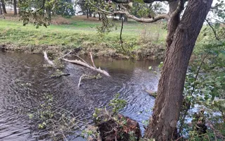 Fallen tree Ure