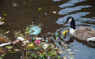 Goose swims in the canal, which is littered with plastic and litter