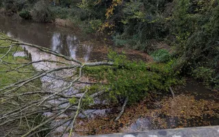 Tree down - Bridge 11