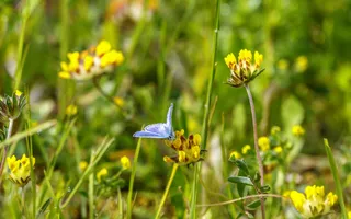 Blue butterfly perched on wildflower