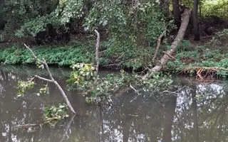 Fallen tree