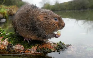 A water vole sits on a branch in the canal holding food in its paws